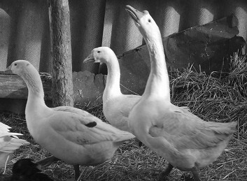 Разведение рыбы, раков и домашней птицы - i_069.jpg