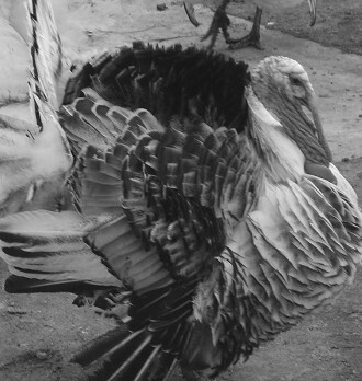 Разведение рыбы, раков и домашней птицы - i_070.jpg