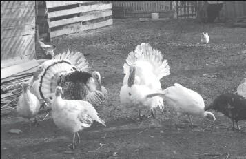 Разведение рыбы, раков и домашней птицы - i_071.jpg