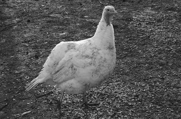 Разведение рыбы, раков и домашней птицы - i_072.jpg