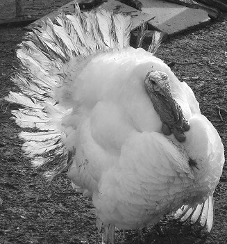 Разведение рыбы, раков и домашней птицы - i_073.jpg