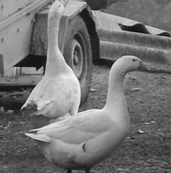 Разведение рыбы, раков и домашней птицы - i_083.jpg