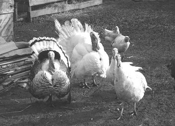 Разведение рыбы, раков и домашней птицы - i_084.jpg