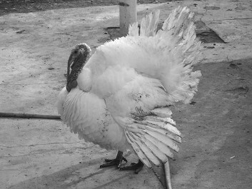 Разведение рыбы, раков и домашней птицы - i_085.jpg