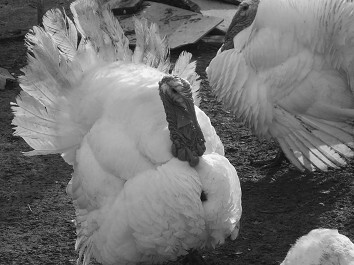 Разведение рыбы, раков и домашней птицы - i_086.jpg