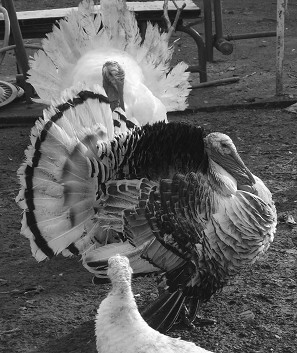 Разведение рыбы, раков и домашней птицы - i_087.jpg