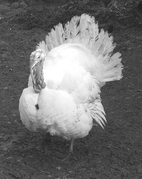 Разведение рыбы, раков и домашней птицы - i_088.jpg