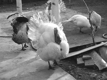 Разведение рыбы, раков и домашней птицы - i_089.jpg