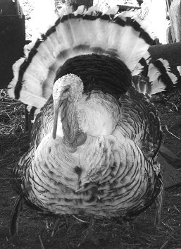 Разведение рыбы, раков и домашней птицы - i_090.jpg