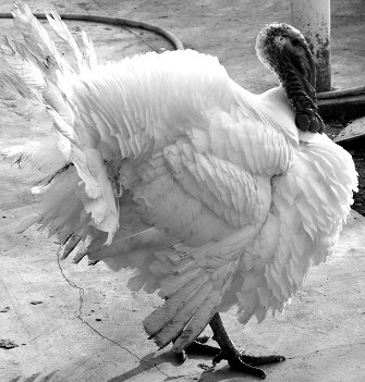 Разведение рыбы, раков и домашней птицы - i_091.jpg