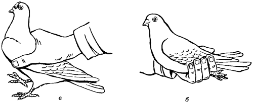 Справочник по домашнему голубеводству - i_015.png