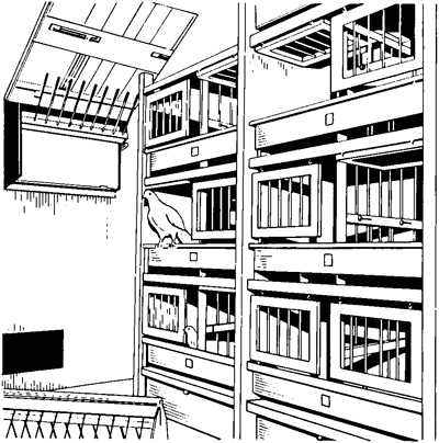 Справочник по домашнему голубеводству - i_016.png