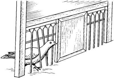 Справочник по домашнему голубеводству - i_017.png