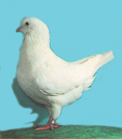 Справочник по домашнему голубеводству - i_021.jpg