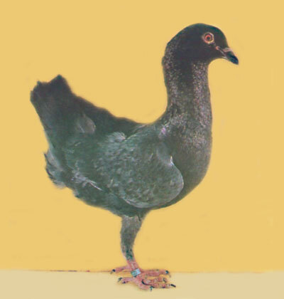 Справочник по домашнему голубеводству - i_022.jpg