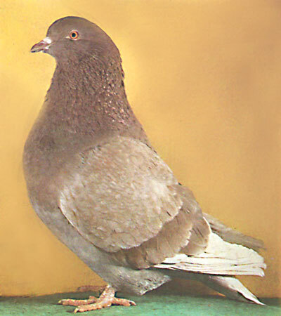 Справочник по домашнему голубеводству - i_023.jpg