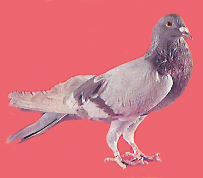 Справочник по домашнему голубеводству - i_024.jpg