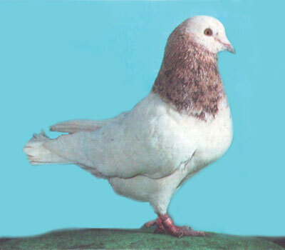 Справочник по домашнему голубеводству - i_025.jpg