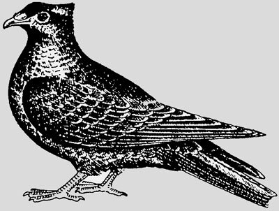 Справочник по домашнему голубеводству - i_026.jpg