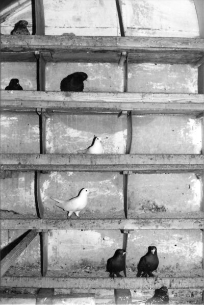 Справочник по домашнему голубеводству - i_027.jpg