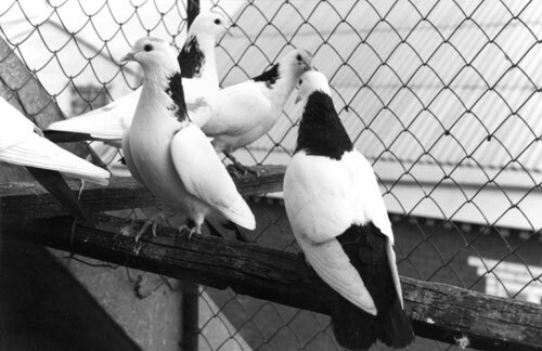 Справочник по домашнему голубеводству - i_028.jpg