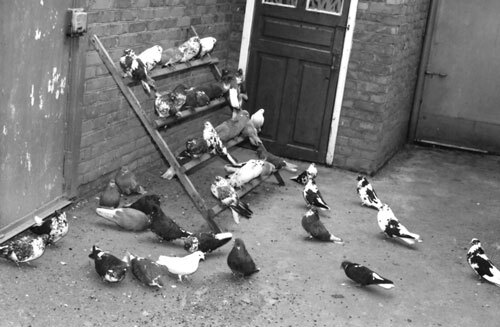 Справочник по домашнему голубеводству - i_029.jpg