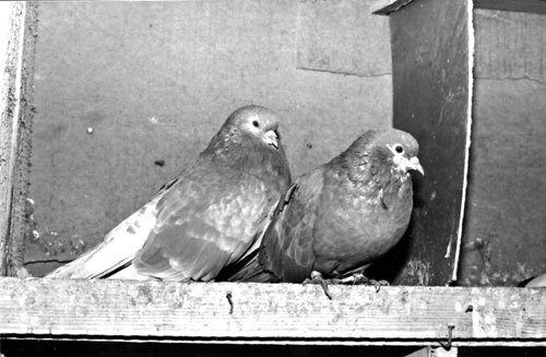 Справочник по домашнему голубеводству - i_031.jpg