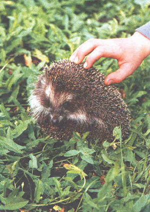 Справочник по домашнему животноводству - i_002.jpg