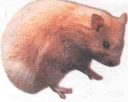 Справочник по домашнему животноводству - i_007.jpg