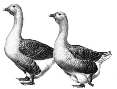 Справочник современного фермера. Птицеводство, животноводство, коневодство - i_005.jpg