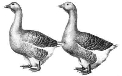 Справочник современного фермера. Птицеводство, животноводство, коневодство - i_006.jpg