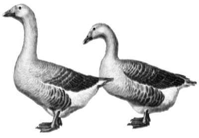 Справочник современного фермера. Птицеводство, животноводство, коневодство - i_007.jpg