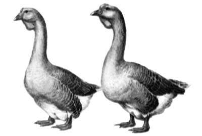 Справочник современного фермера. Птицеводство, животноводство, коневодство - i_008.jpg