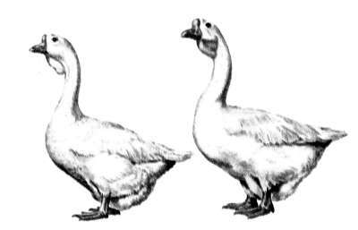 Справочник современного фермера. Птицеводство, животноводство, коневодство - i_009.jpg