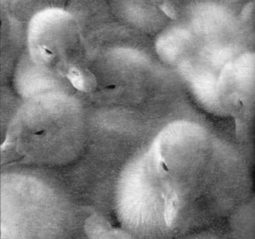 Справочник современного фермера. Птицеводство, животноводство, коневодство - i_010.jpg