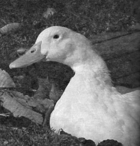 Справочник современного фермера. Птицеводство, животноводство, коневодство - i_011.jpg