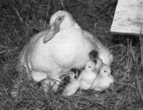 Справочник современного фермера. Птицеводство, животноводство, коневодство - i_012.jpg