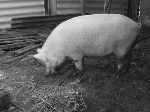 Справочник современного фермера. Птицеводство, животноводство, коневодство - i_026.jpg