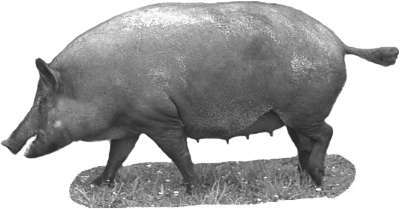 Справочник современного фермера. Птицеводство, животноводство, коневодство - i_027.jpg