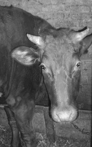 Справочник современного фермера. Птицеводство, животноводство, коневодство - i_040.jpg