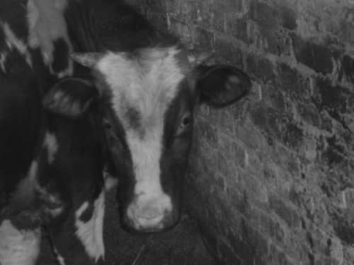 Справочник современного фермера. Птицеводство, животноводство, коневодство - i_041.jpg