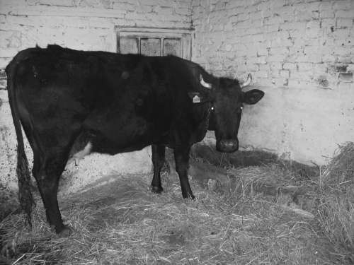 Справочник современного фермера. Птицеводство, животноводство, коневодство - i_042.jpg