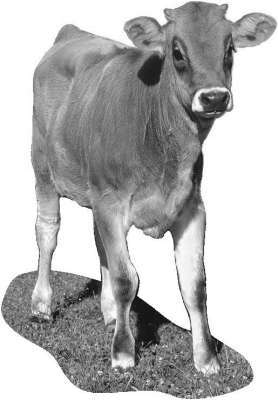 Справочник современного фермера. Птицеводство, животноводство, коневодство - i_047.jpg