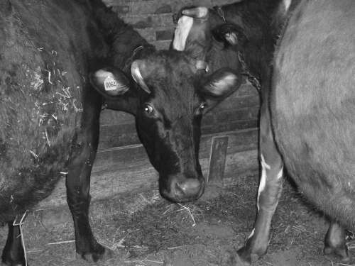 Справочник современного фермера. Птицеводство, животноводство, коневодство - i_049.jpg