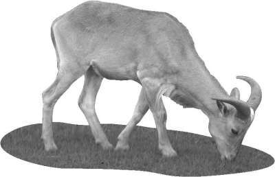 Справочник современного фермера. Птицеводство, животноводство, коневодство - i_051.jpg