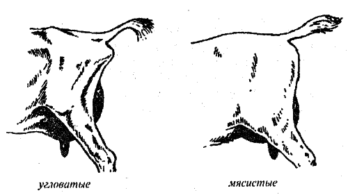 Справочник современного фермера. Птицеводство, животноводство, коневодство - i_053.png