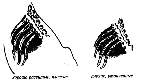 Справочник современного фермера. Птицеводство, животноводство, коневодство - i_054.png