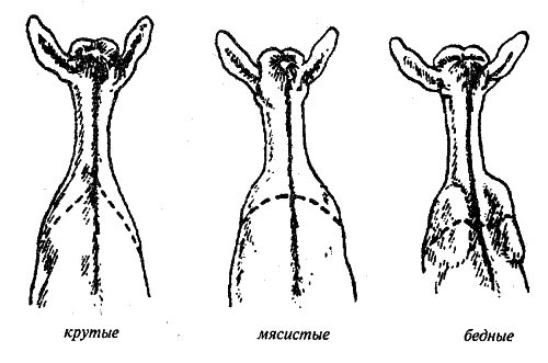 Справочник современного фермера. Птицеводство, животноводство, коневодство - i_055.png