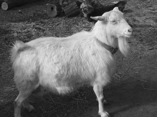 Справочник современного фермера. Птицеводство, животноводство, коневодство - i_058.jpg