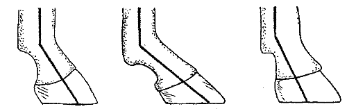 Справочник современного фермера. Птицеводство, животноводство, коневодство - i_063.png